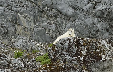 Glacier Bay – Wildlife and Ice | Journeys on a Trawler