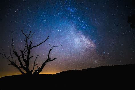 milky, way galaxy, silhouette, withered, tree, night, time, dark, sky, stars | Pxfuel