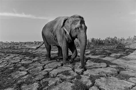 Tales Of Elephants From Two Continents - Wildlife SOS