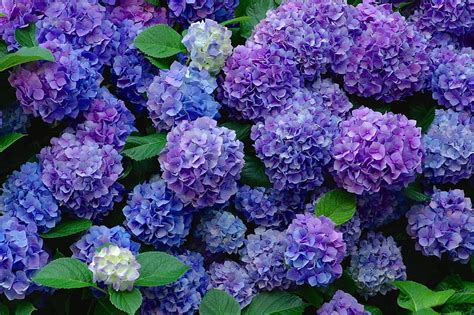 Hydrangea Wallpaper HD | Pxfuel