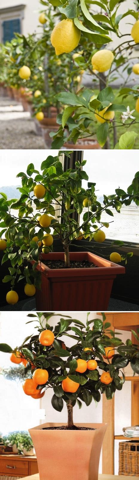 The most popular dwarf citrus trees in containers