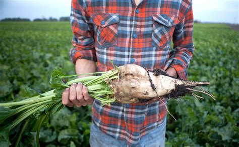 Idaho GMO sugar beet farmers mull ditching crop as more food companies ...