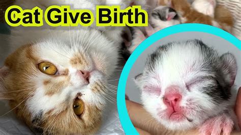 Cat Giving Birth to kittens with complete different color - YouTube