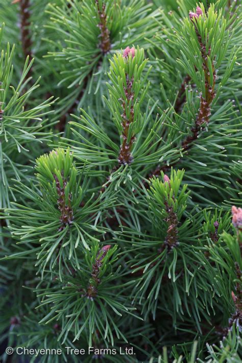 Pine Mugo – Dwarf – Cheyenne Tree Farm – Trees, Shrubs, Perennials ...