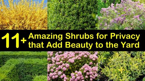 13 Amazing Shrubs for Privacy that Add Beauty to the Yard