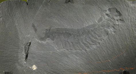 Burgess Shale Fossils in Yoho National Park