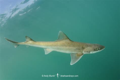 Gray Smoothhound Shark 038 | Sharks and Rays