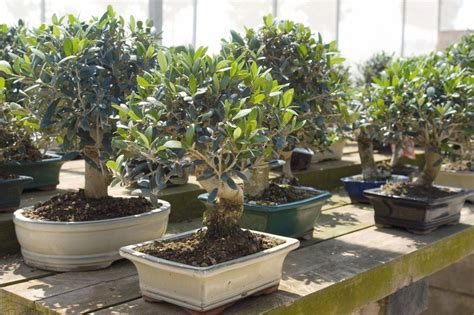 Olive Bonsai Care Guide – The secret to take care of your olea bonsai step by step