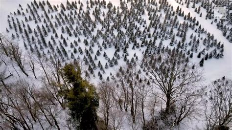 Did Disaster Hit North Carolina Christmas Trees? - Videos from The Weather Channel