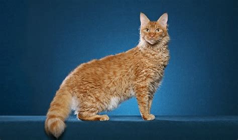 LaPerm Cat Breed: Size, Appearance & Personality