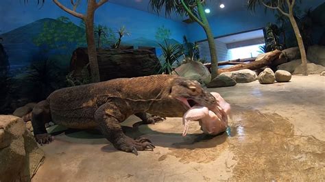 Komodo Dragon Eating A Human