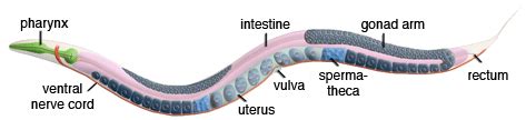 Invertebrate Diversity