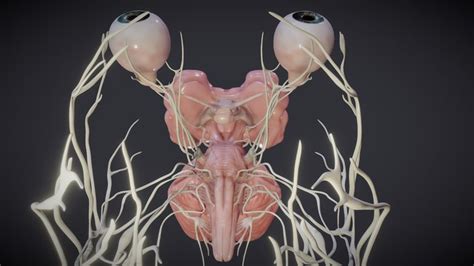 Nervous-system 3D models - Sketchfab