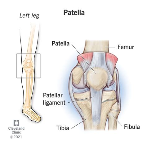 Patella Skeleton