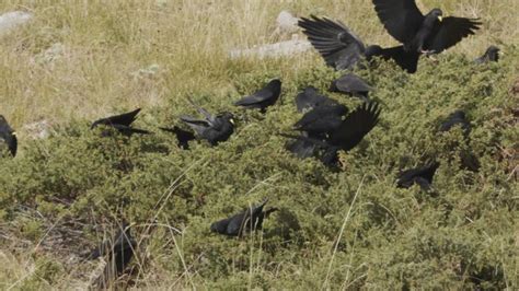 20 Murder Of Crows Stock Videos, Footage, & 4K Video Clips - Getty Images