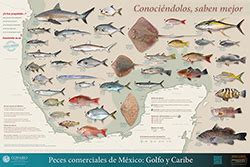 Peces y mariscos comerciales | Biodiversidad Mexicana