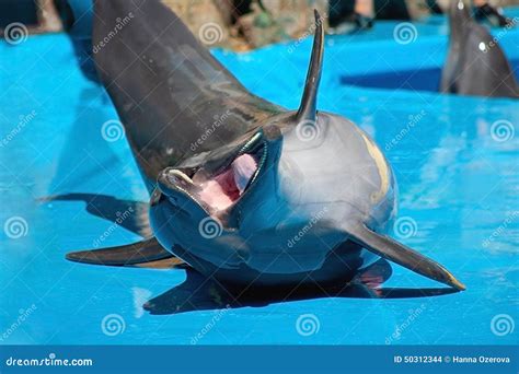 Funny laughing dolphin stock photo. Image of mammal, afalina - 50312344