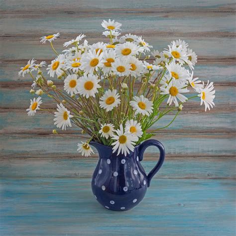 Wild Daisies. Colorful Bouquet in a Vase. Stock Photo - Image of nature ...