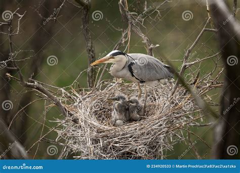 Grey Heron, Ardea Cinerea, Europe Stock Image - Image of fish, cute ...