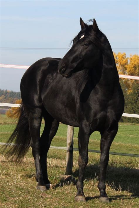 Black Beauty lives... | Beautiful horses, Pretty horses, Black horses