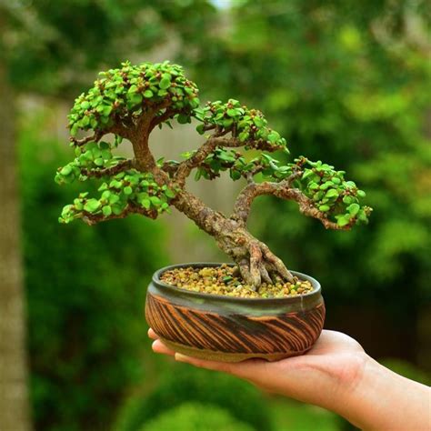 Portulacaria afra (Zwerg-Jade) Bonsai-Baum von Gilbert Cantu mit Little ...