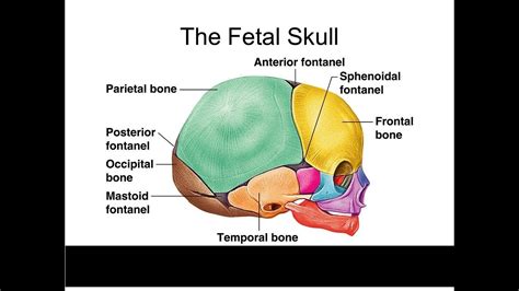 Foetal Skull- Parts, Sutures, Fontanelle, Region And diameters - YouTube