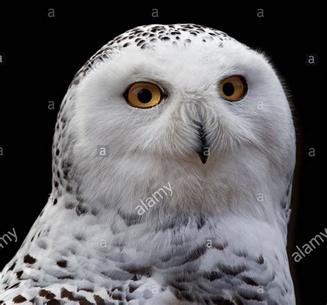 Snowy owl | Animal art, Snowy owl, Animals