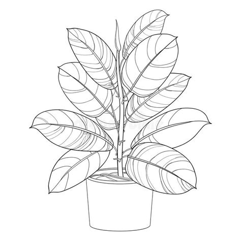 Vector outline ornamental houseplant Ficus elastic or rubber plant in ...