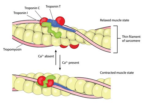 Troponin Pathway