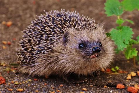 How to Take Care of a Hedgehog: Fact Sheet & Advice 2024 | Pet Keen