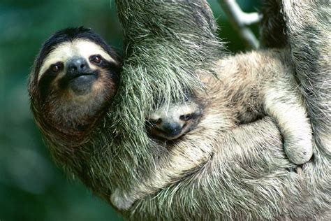 The Life Of The Sloth! - Ksst Radio