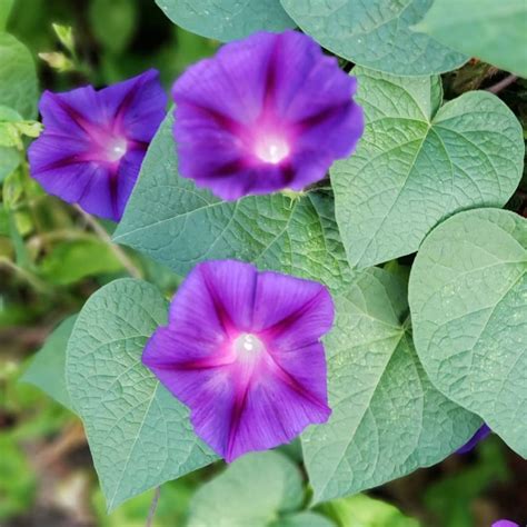 Purple Morning Glory- Ipomoea purpurea - Mountain Top Seed Bank