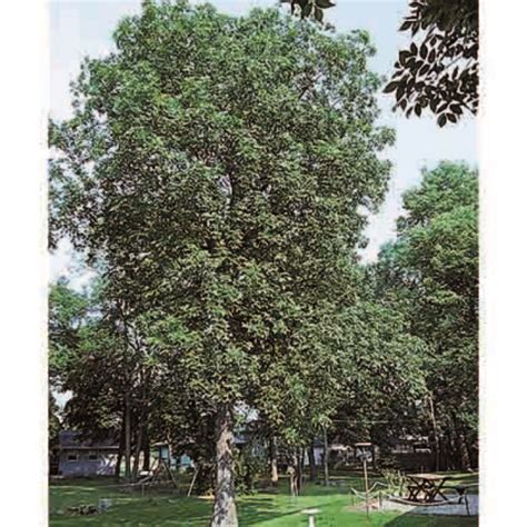 Shagbark Hickory, Nut Trees: R.H. Shumway's Company