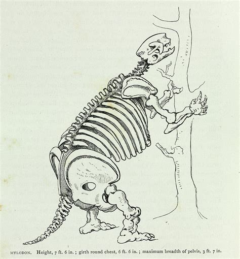 Mylodon Skeleton Photograph by Natural History Museum, London/science Photo Library