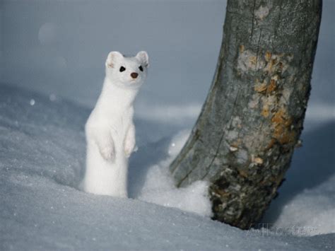 Long Tailed Weasel Facts | Anatomy, Diet, Habitat, Behavior - Animals Time