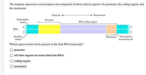 Solved The diagram represents a transcription unit comprised | Chegg.com