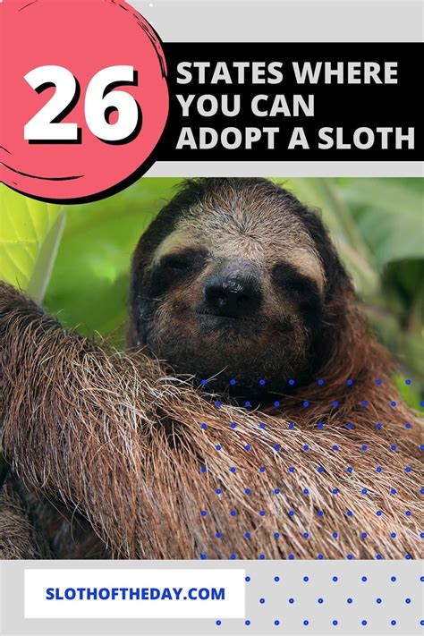 Adopt a Sloth Near You - 26 States Adopting Sloths is Possible