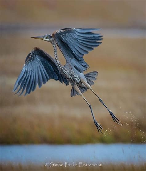 from @simon.dentremont Great Blue Heron Nova Scotia Canada. . . . . #Bird #birds #canada # ...