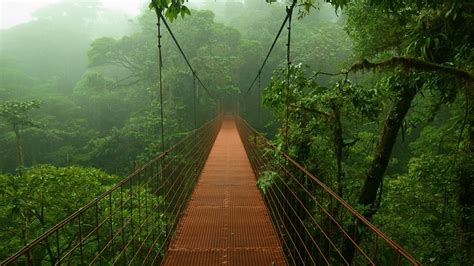 Rainforest Wallpapers - Top Những Hình Ảnh Đẹp