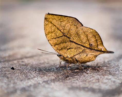 Dead Leaf Butterfly by Bill Pevlor | Insect photography, Butterfly ...