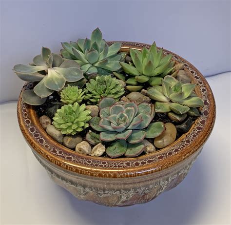 Succulent Dish Garden by Leaf & Stem