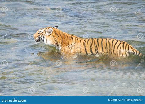 Tiger Swimming Across the River. Stock Image - Image of tigress, indianwildlife: 240187977