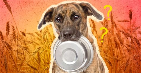 Is Grain-Free Dog Food Bad? Here’s What A Vet Says - DodoWell - The Dodo