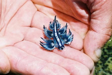 The Dive Shack Tides: Creature Feature: The Blue Dragon (Glaucus atlanticus)