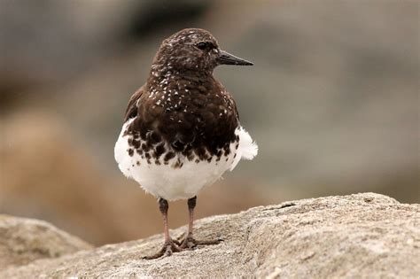 black turnstone | BirdForum