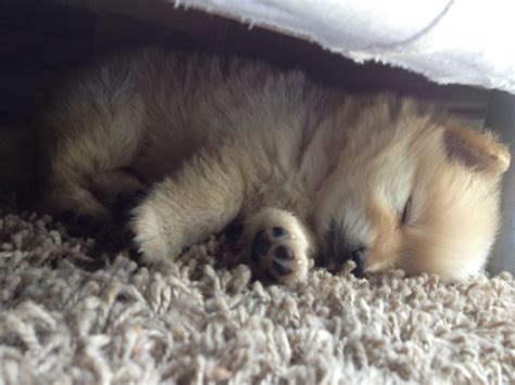 pomeranian puppy asleep | Funny animals, Puppies, Pomeranian puppy