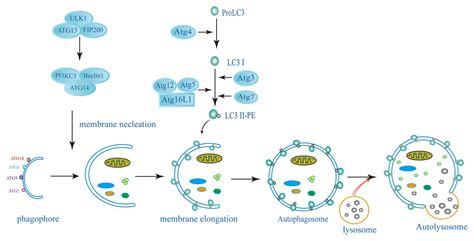 Frontiers | The Host Autophagy During Toxoplasma Infection