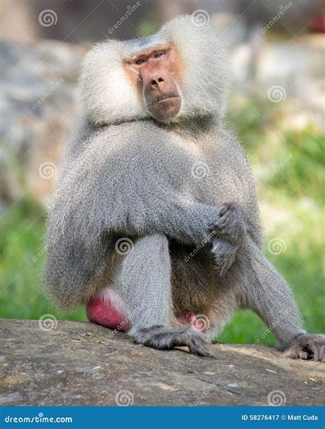 Baboon Resting Like a Human Stock Image - Image of body, nose: 58276417