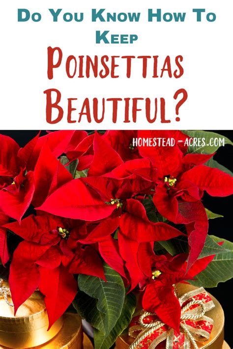 How To Care For Poinsettias Year Round - Homestead Acres