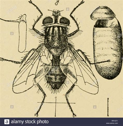 Hatching flies hi-res stock photography and images - Alamy